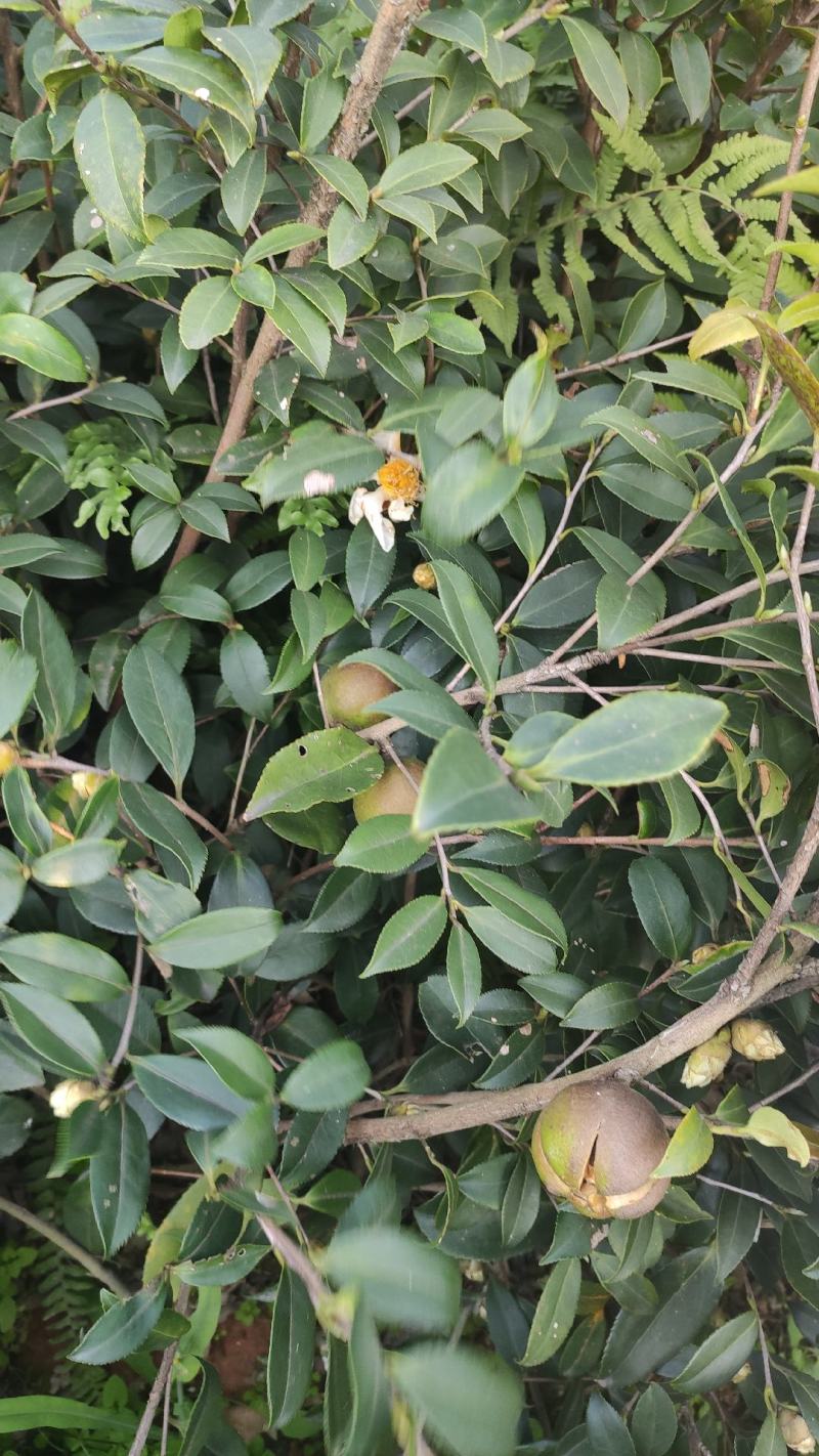 油茶苗
