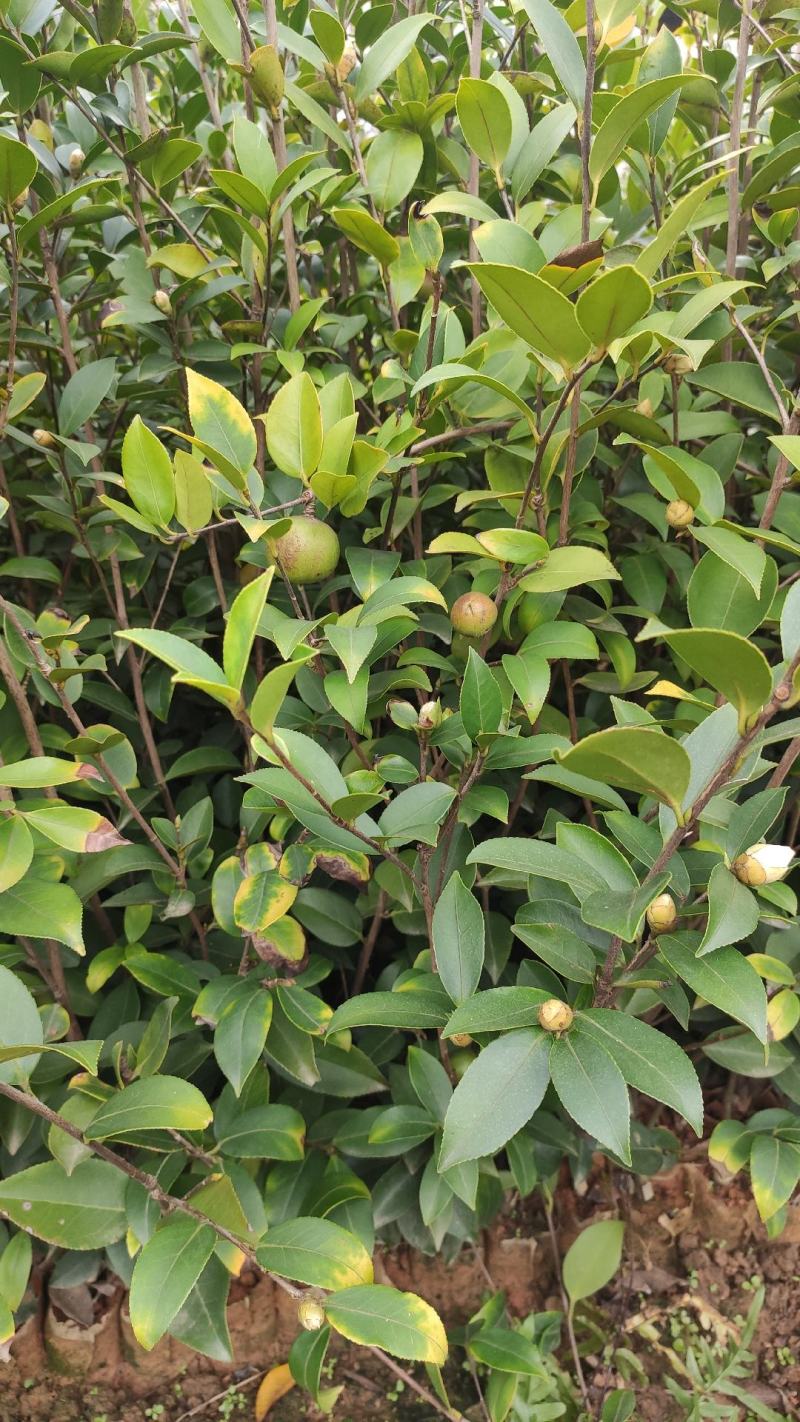 油茶苗