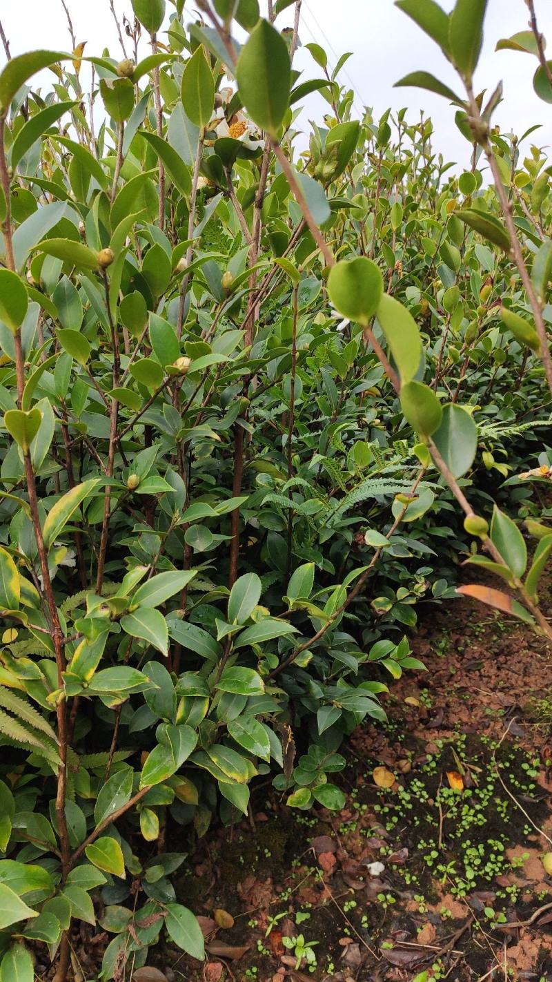 油茶苗
