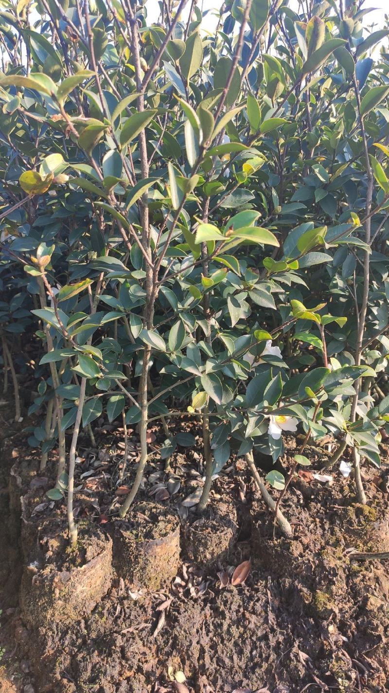 油茶苗