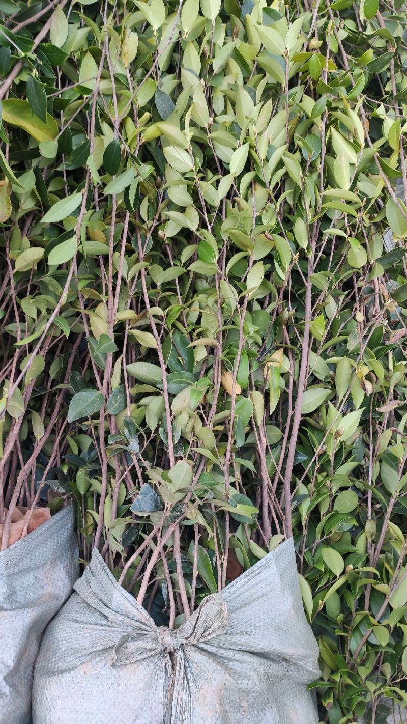 油茶苗