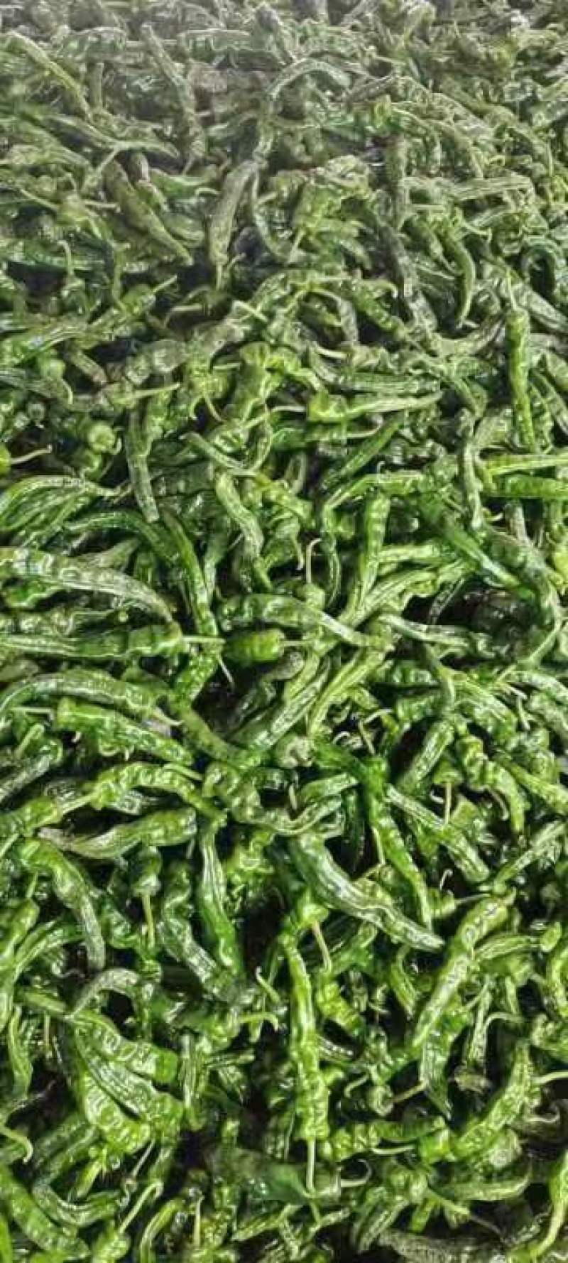 山东枣庄皱皮辣椒大量上市价格不高，欢迎各位老板前来选购