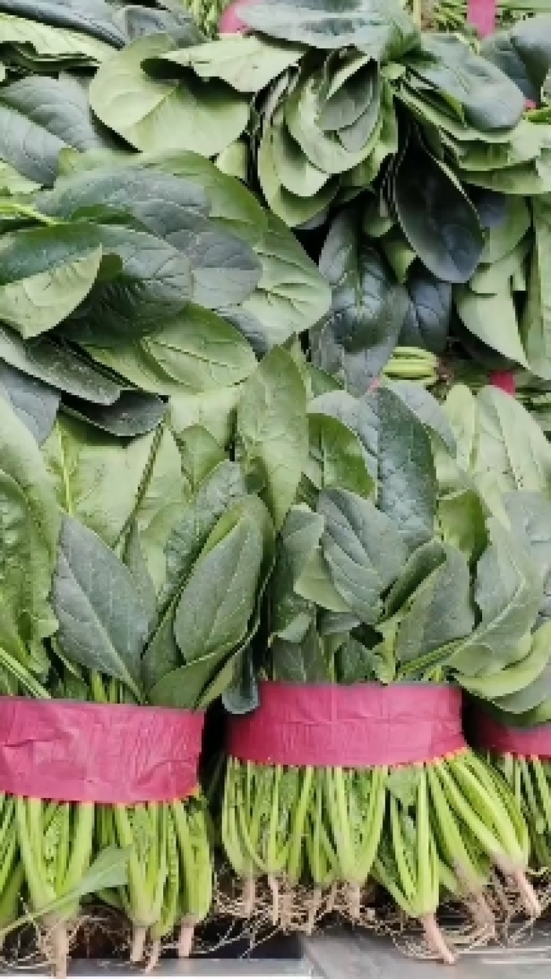 山西精品菠菜大量有货产地直供量大从优价格实惠