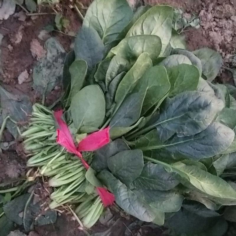 山西精品菠菜大量有货产地直供量大从优价格实惠