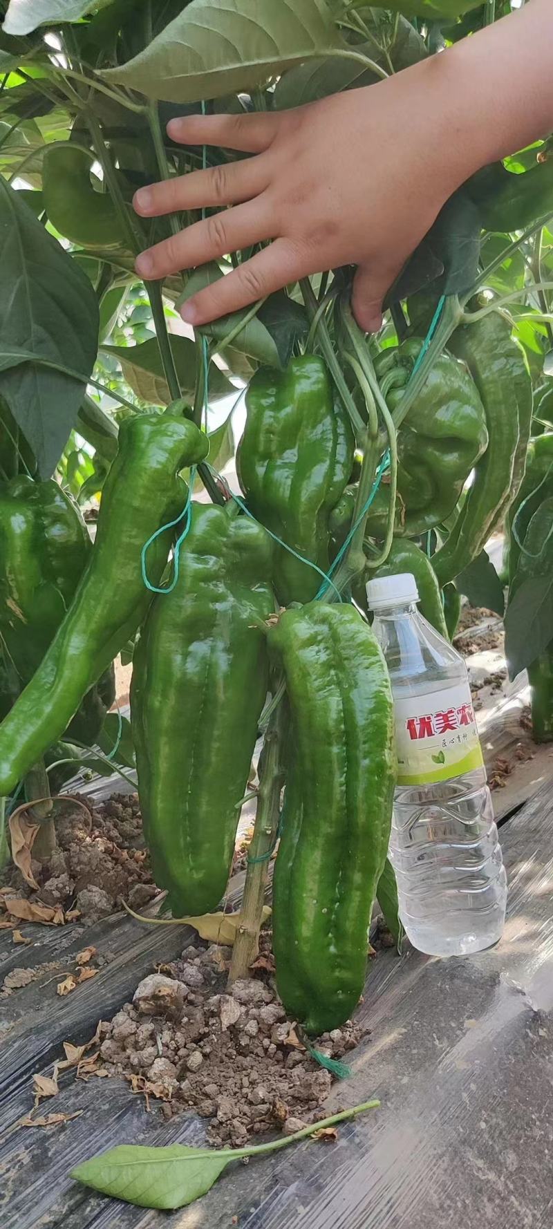 301青泡椒薄皮泡椒大量上市支持任何包装