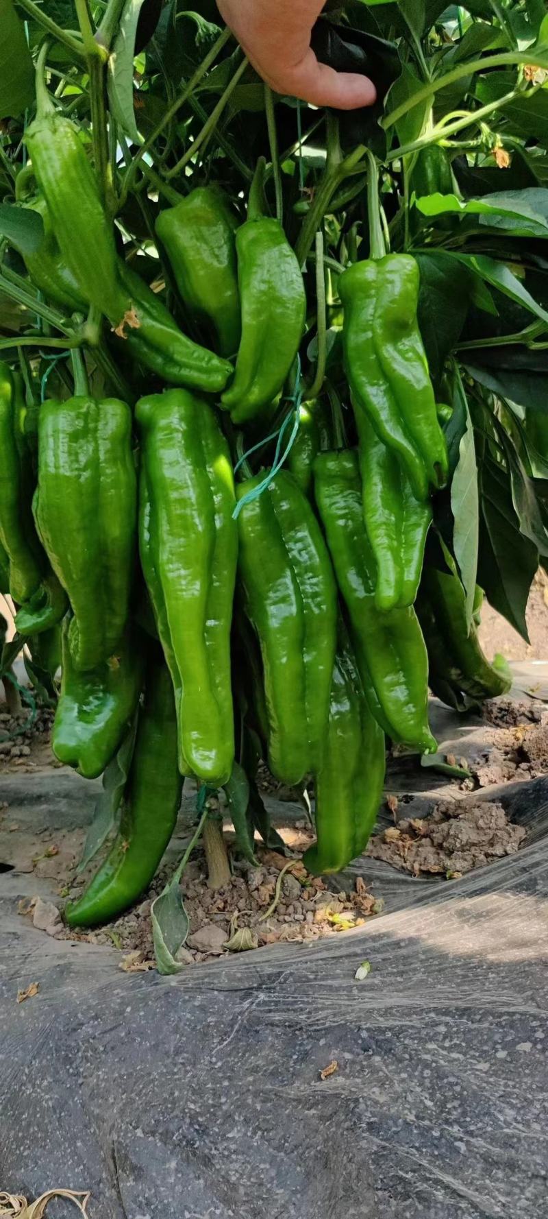 301青泡椒薄皮泡椒大量上市支持任何包装