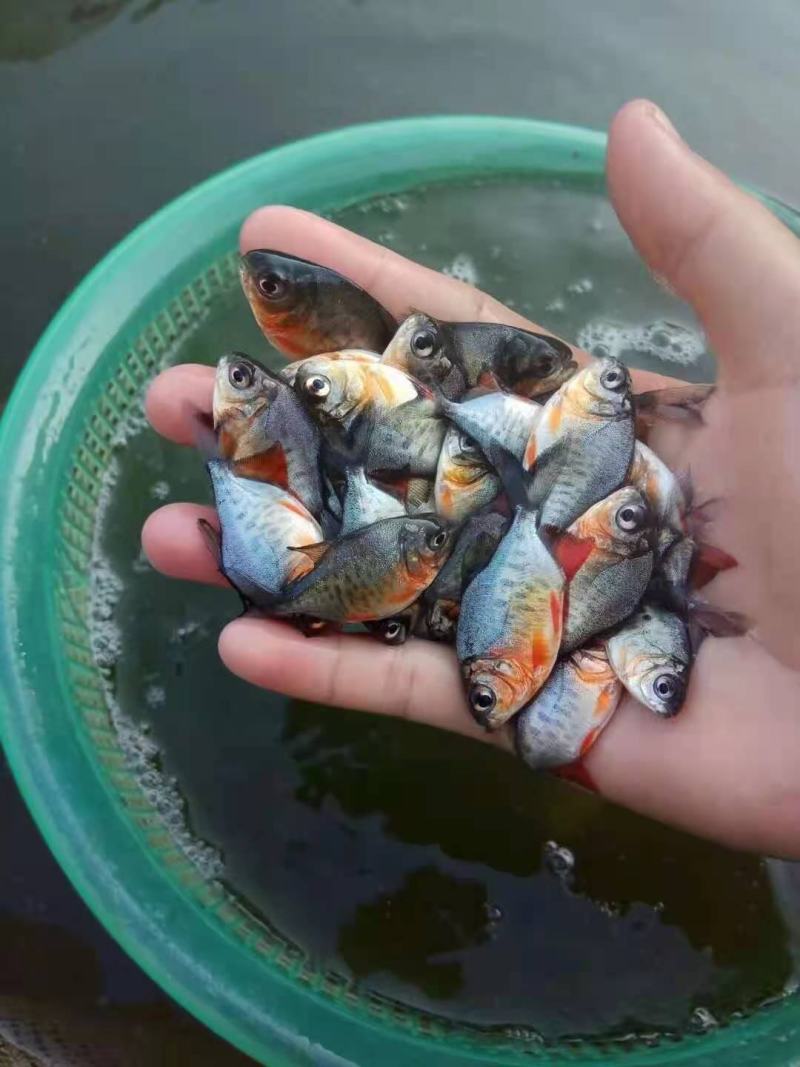 【推荐】淡水白鲳鱼苗红鲳鱼苗抗病力强超低价全国包邮