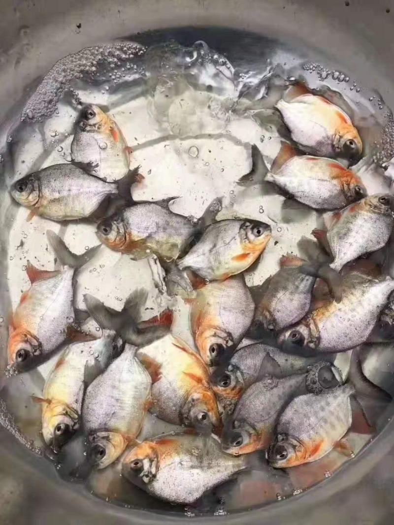【推荐】淡水白鲳鱼苗红鲳鱼苗抗病力强超低价全国包邮
