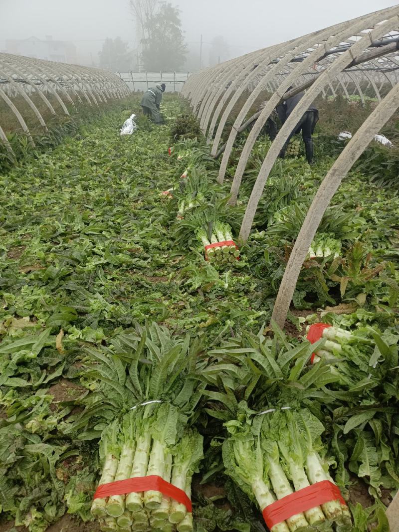 精品红莴笋十一月十号上市产地直供质量上乘规格齐全