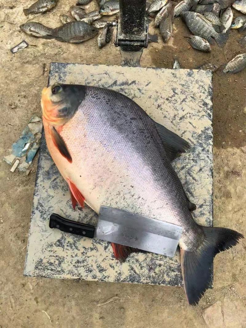【推荐】淡水白鲳鱼苗红鲳鱼苗抗病力强超低价全国包邮