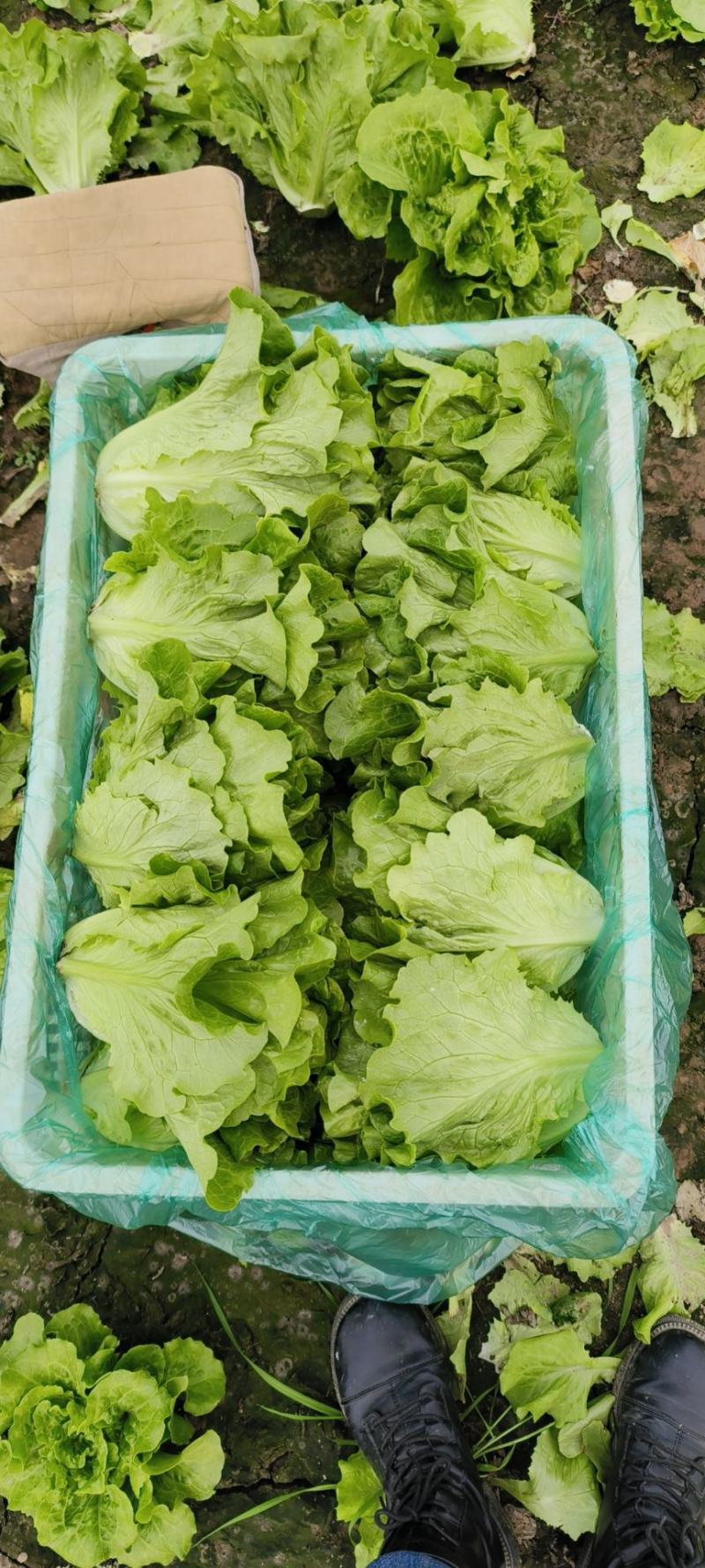 精品意大利生菜大量上市，价格实惠，支持全国各大市场，商超