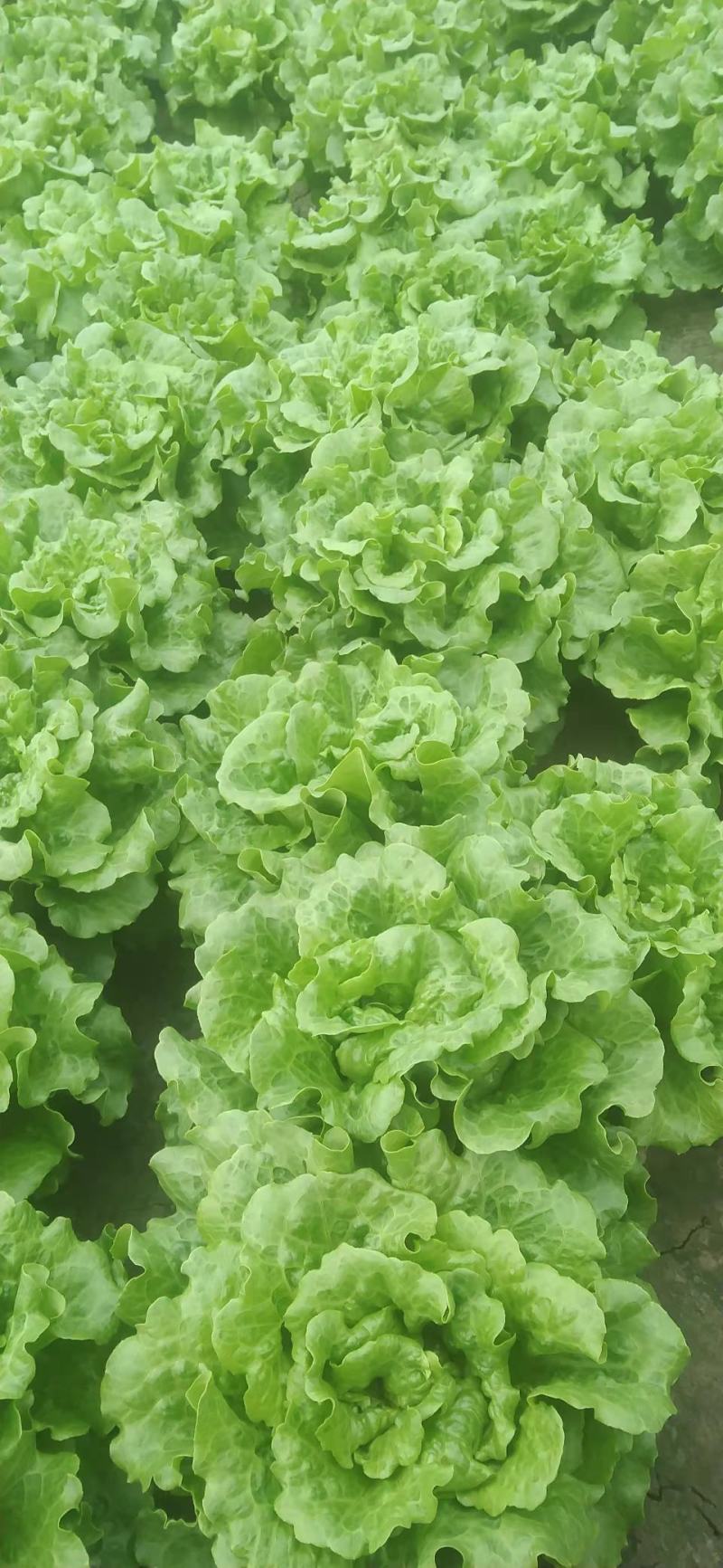 精品意大利生菜大量上市，价格实惠，支持全国各大市场，商超
