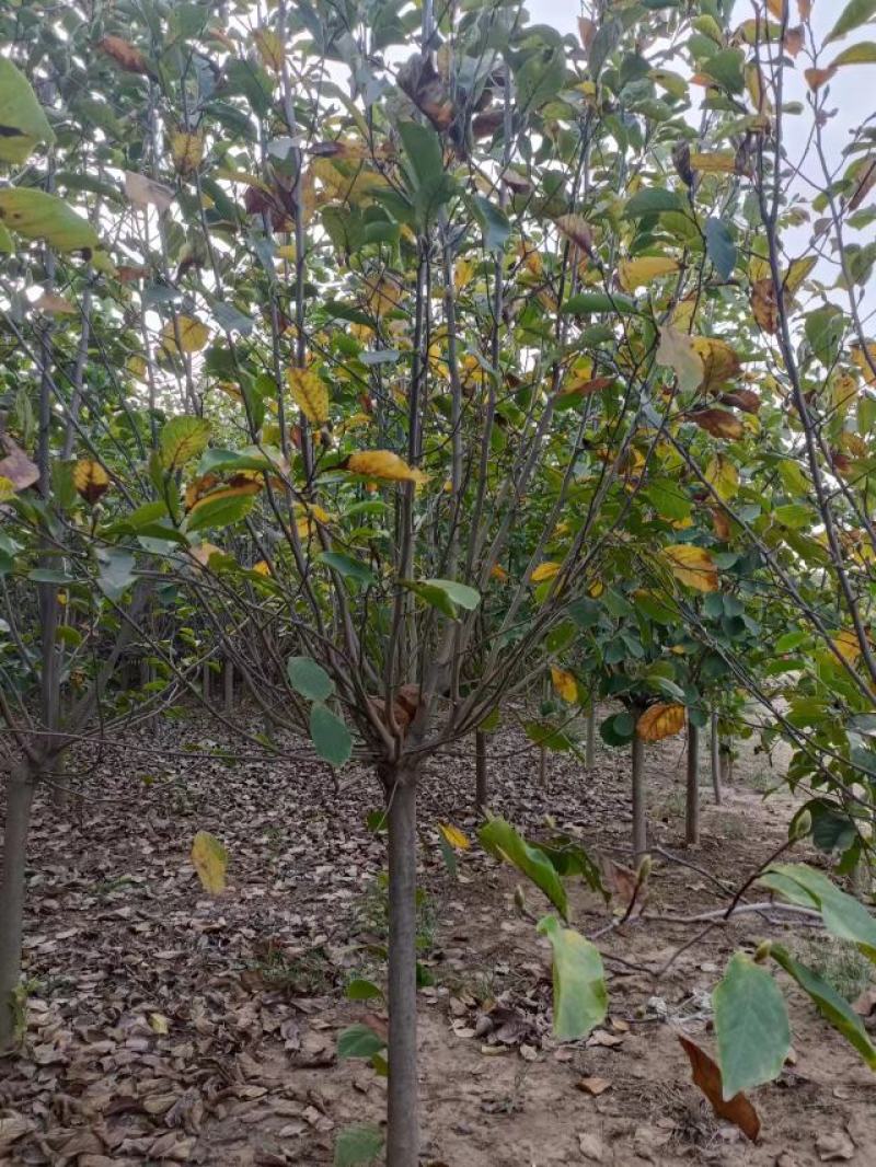 河南南阳供应紫玉兰，红玉兰，白玉兰，黄玉兰，