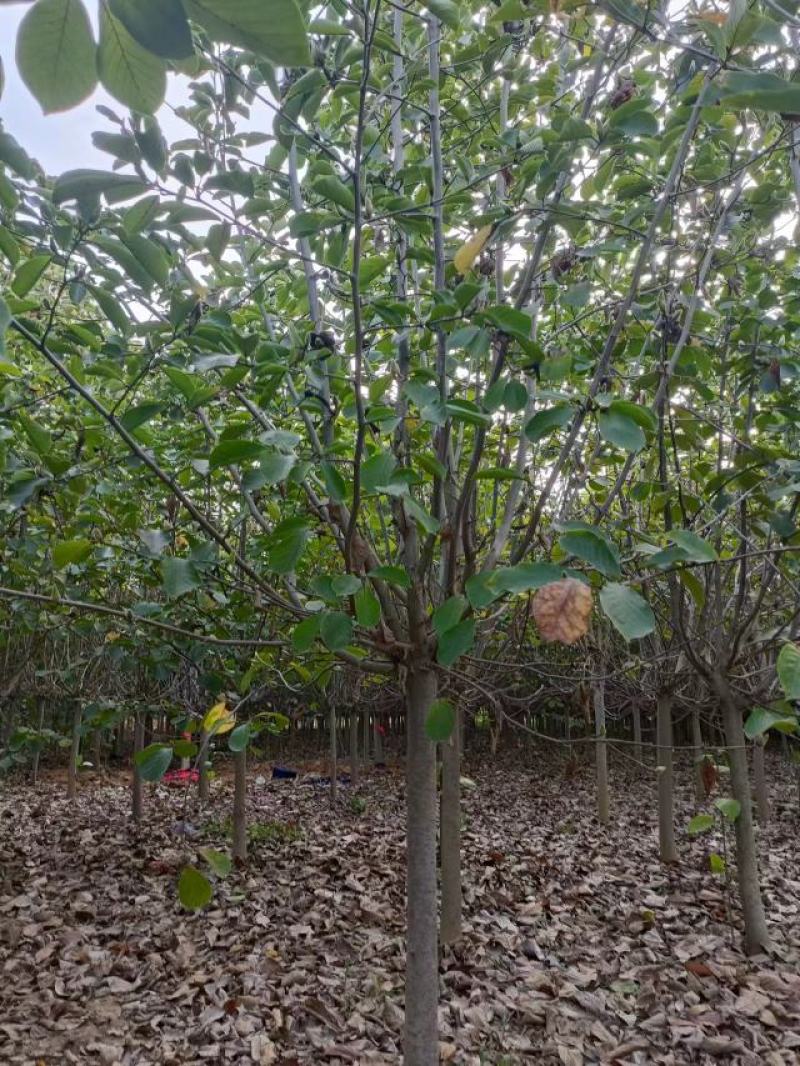 河南南阳供应紫玉兰，红玉兰，白玉兰，黄玉兰，