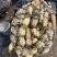 【精选】莲藕产地湖北荆州洪湖市合作社供应质量保证