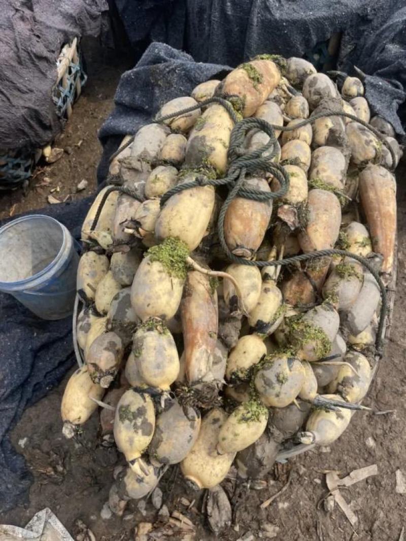 【精选】莲藕产地湖北荆州洪湖市合作社供应质量保证