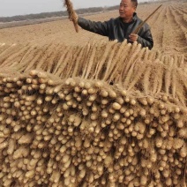 山西精品铁棍山药大量上市价格便宜欢迎采购