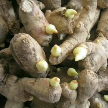 云南368高产姜种产地直供全国发货专业技术指导