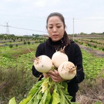 圆根白萝卜