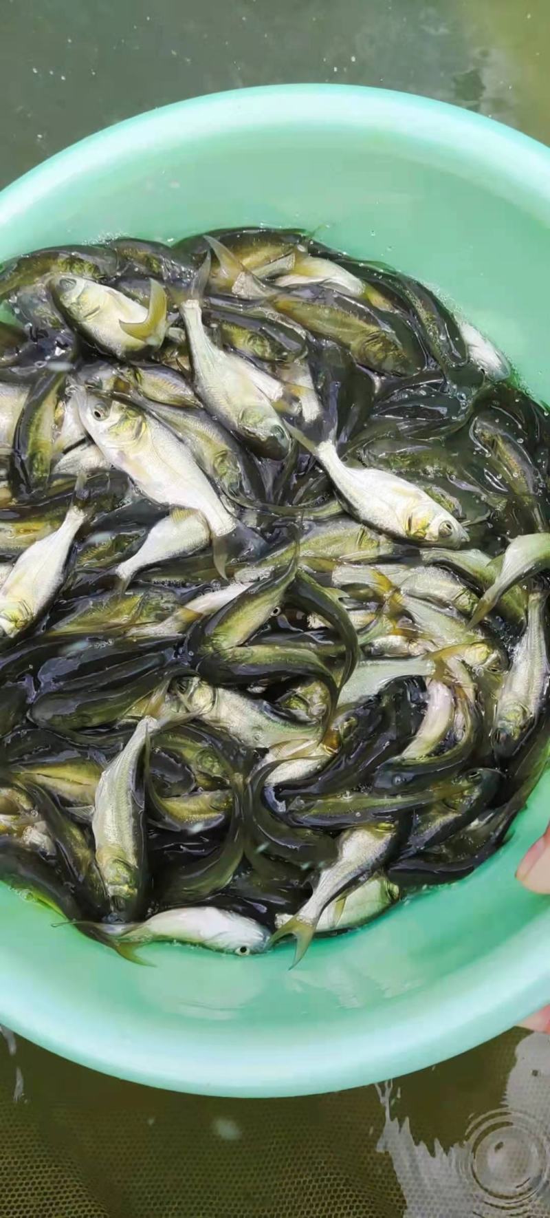 【推荐】大头鱼苗花鲢苗白鲢各种淡水鱼苗超低价全国包邮