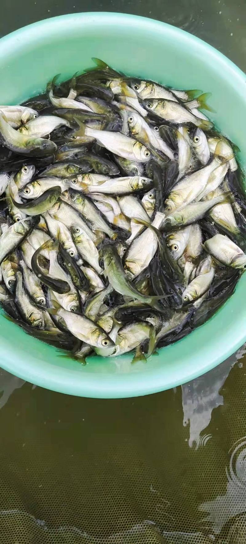 【推荐】大头鱼苗花鲢苗白鲢各种淡水鱼苗超低价全国包邮