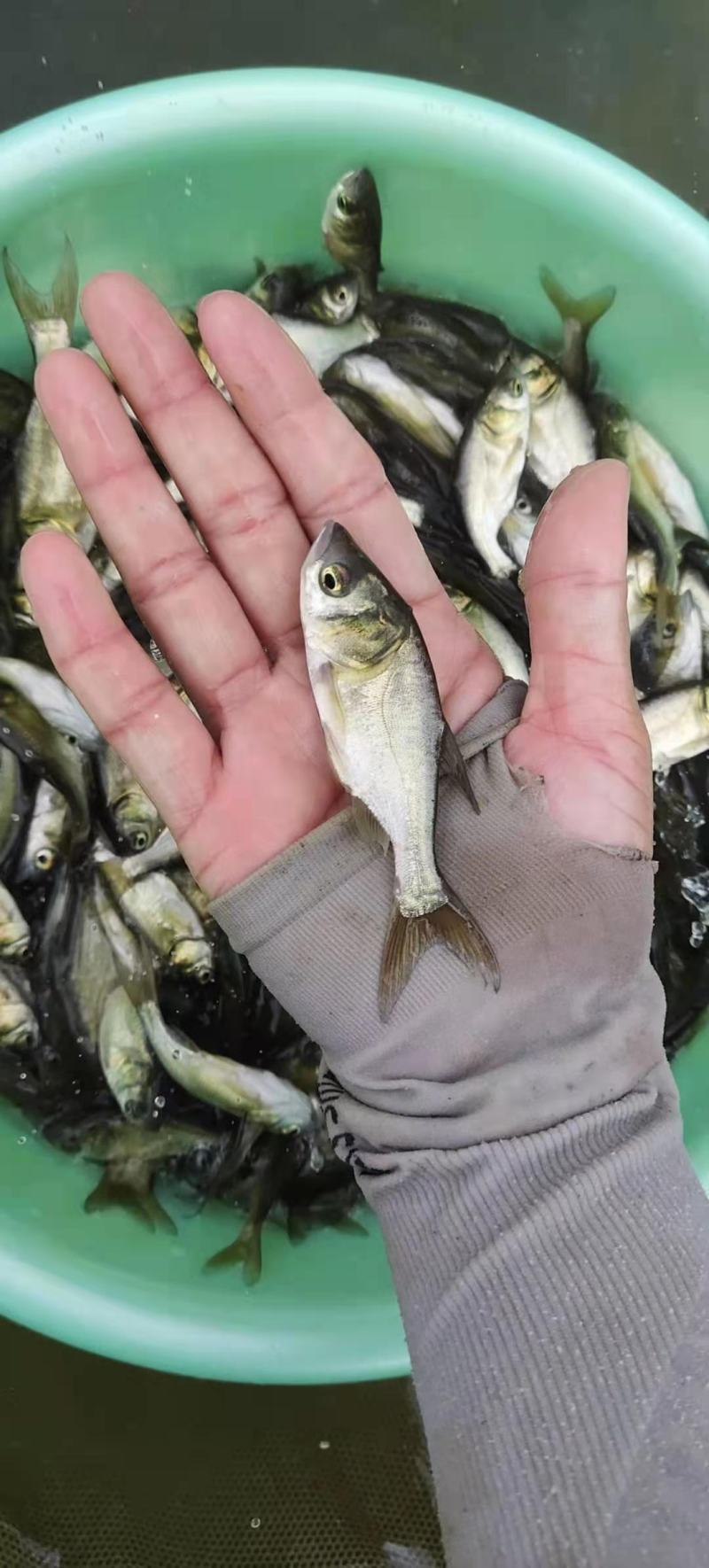 【推荐】大头鱼苗花鲢苗白鲢各种淡水鱼苗超低价全国包邮