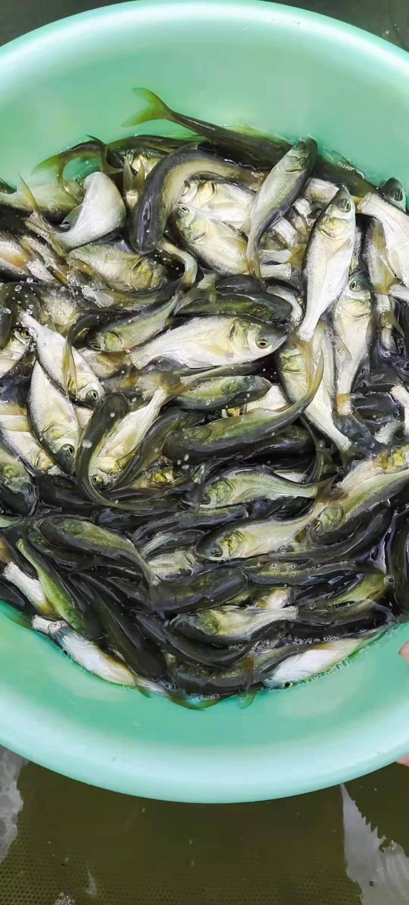 【推荐】大头鱼苗花鲢苗白鲢各种淡水鱼苗超低价全国包邮