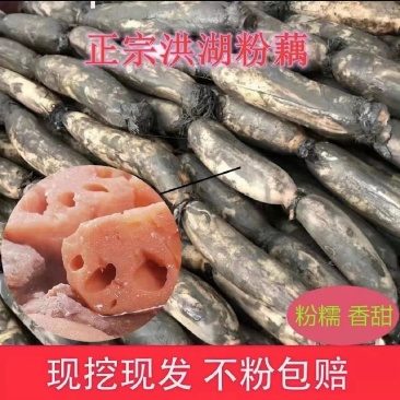 莲藕湖北荆州莲藕粉藕产地发货质量保证欢迎来电咨询选购