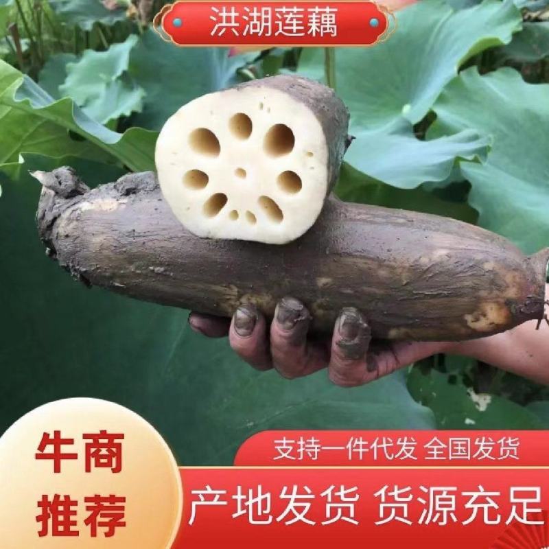 洪湖莲藕11~13厘米10~15厘米以上量大从优