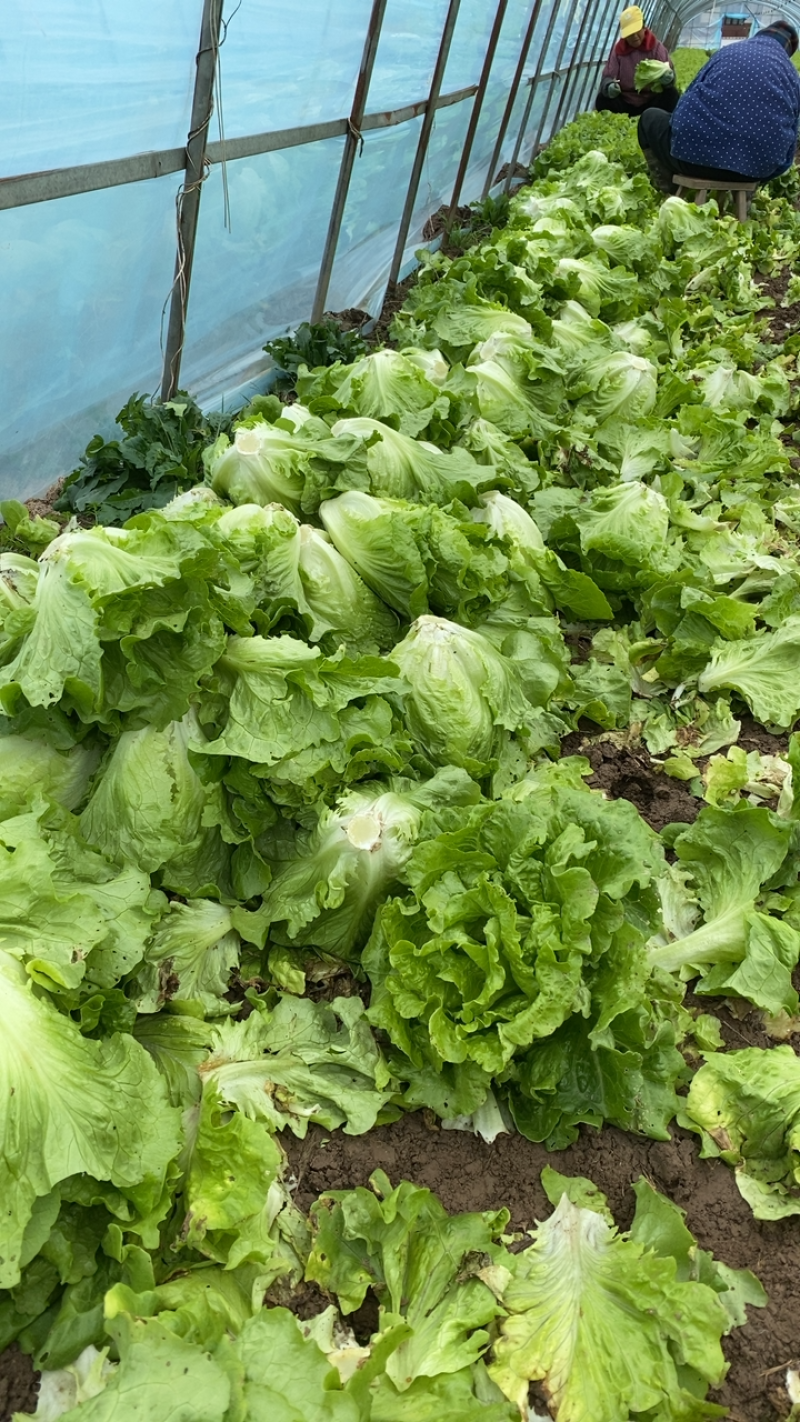 生菜！生菜！生菜！大量上市！便宜出售！只为跑量！