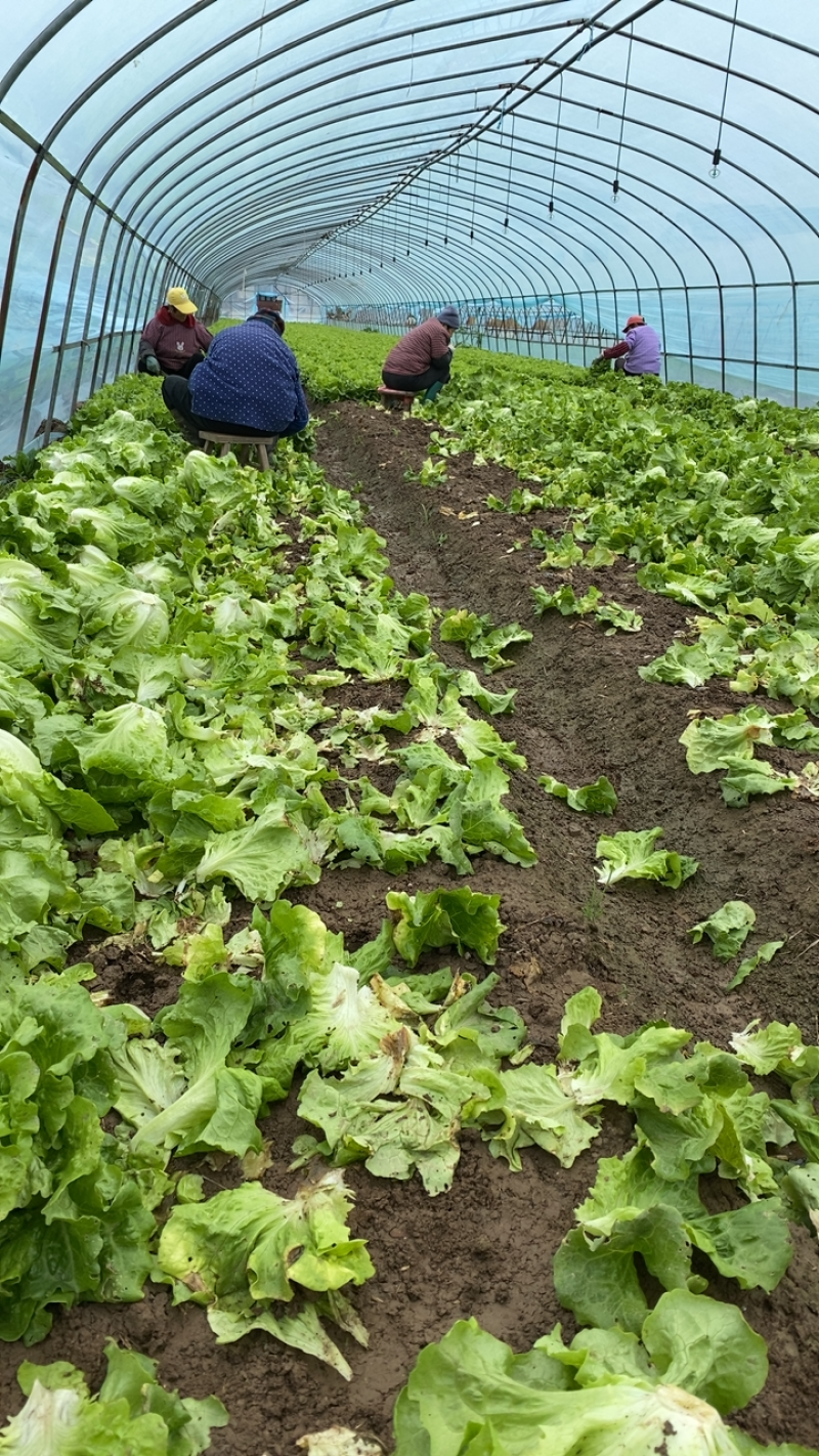 生菜！生菜！生菜！大量上市！便宜出售！只为跑量！