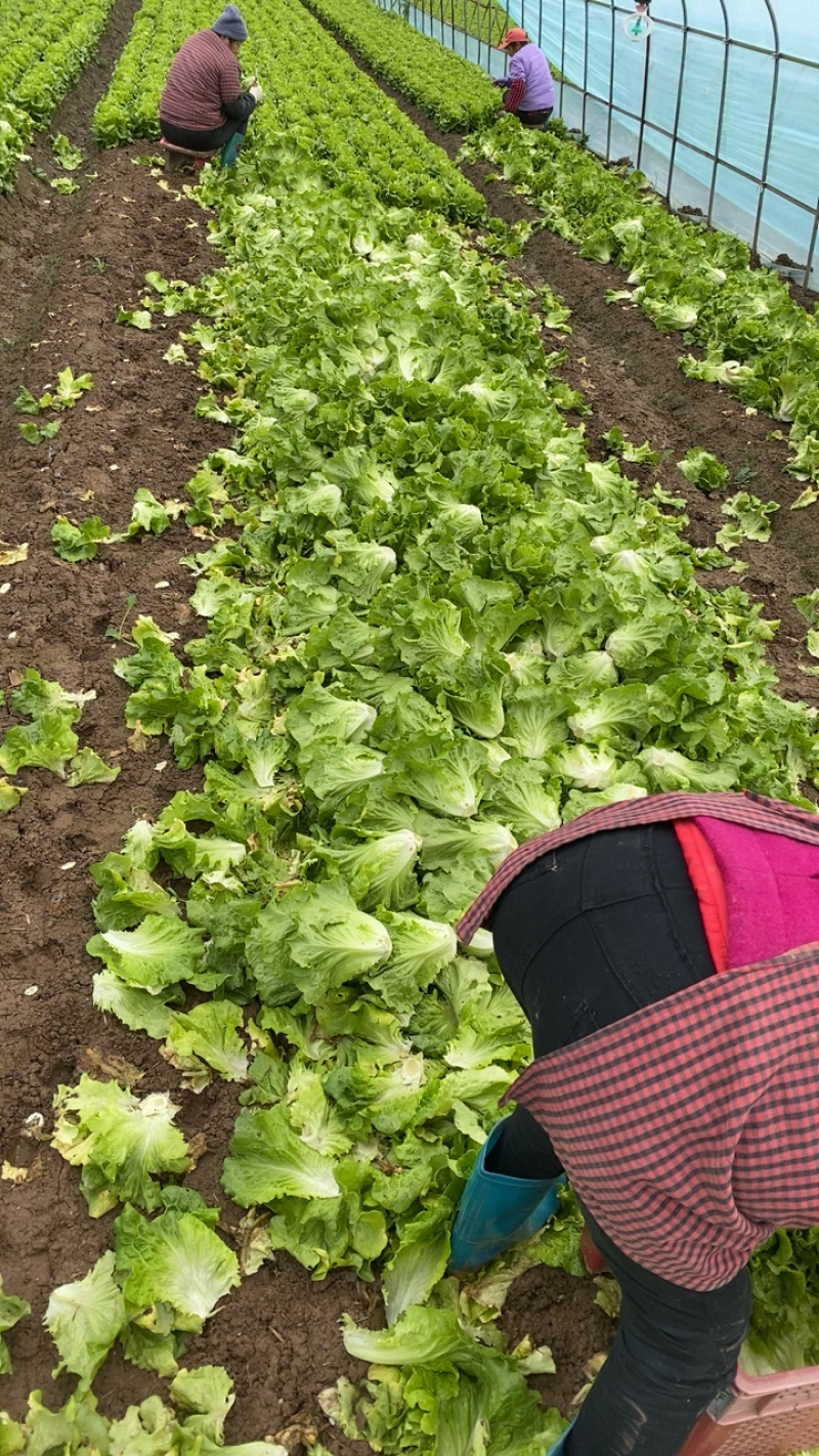 生菜！生菜！生菜！大量上市！便宜出售！只为跑量！