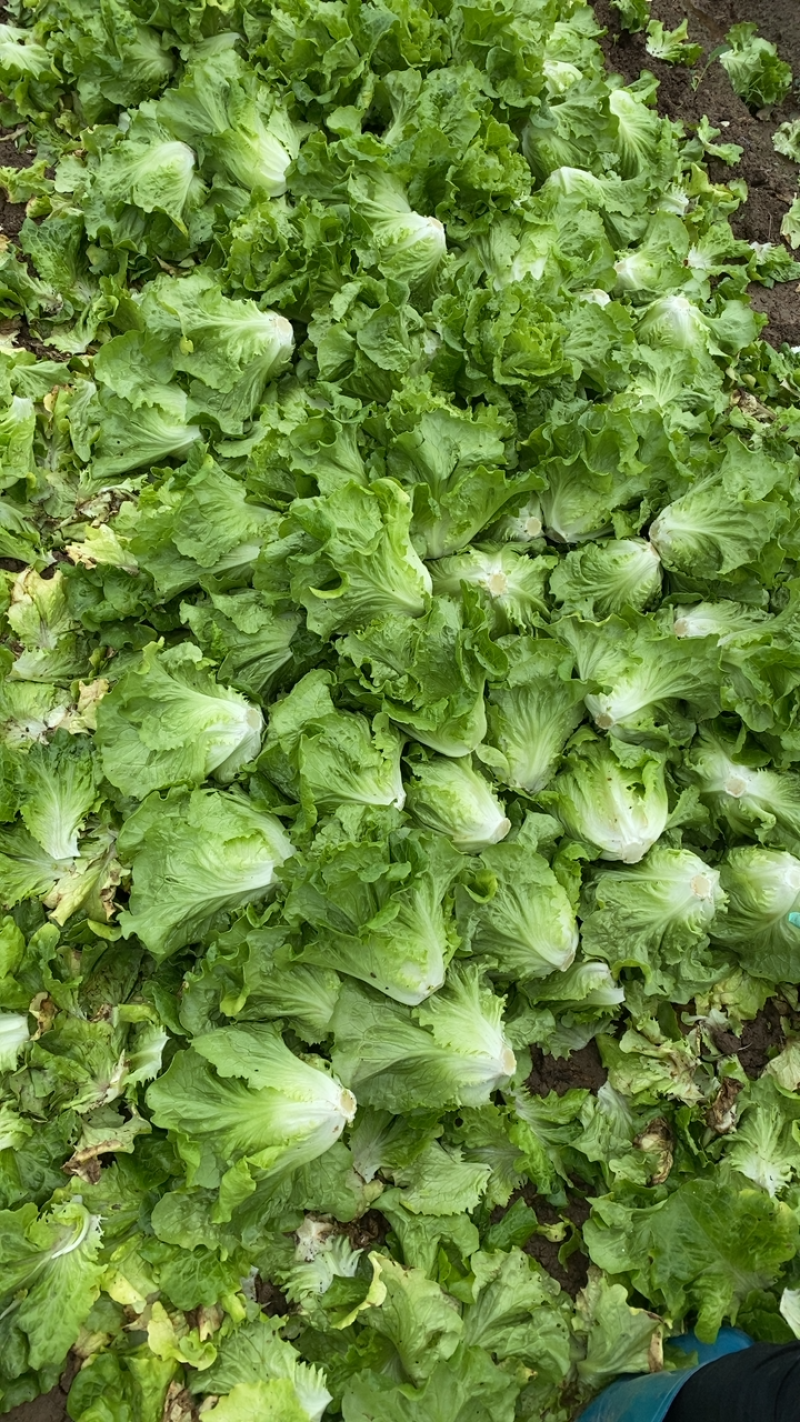 生菜！生菜！生菜！大量上市！便宜出售！只为跑量！