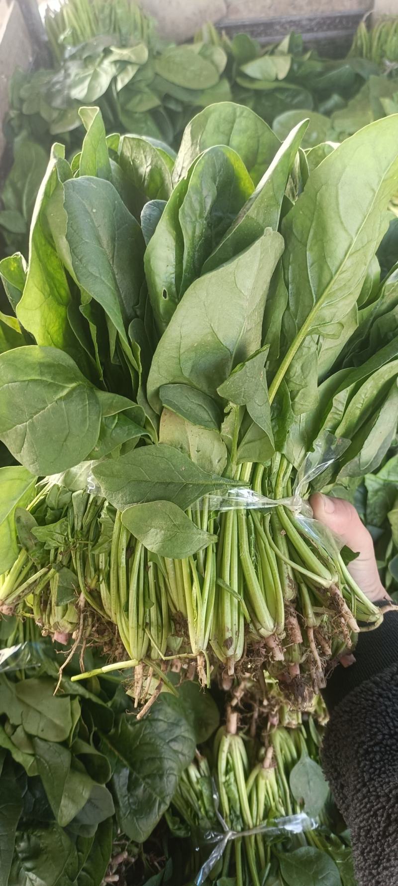 【产地直发】精品菠菜现摘现发，品质保障，量大价低