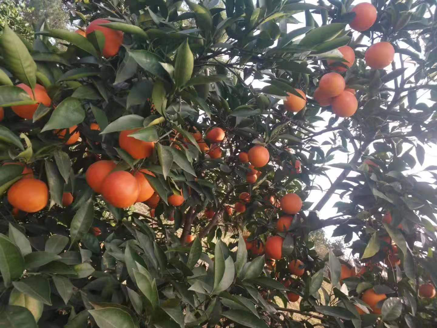 卡拉血橙果园种植场景