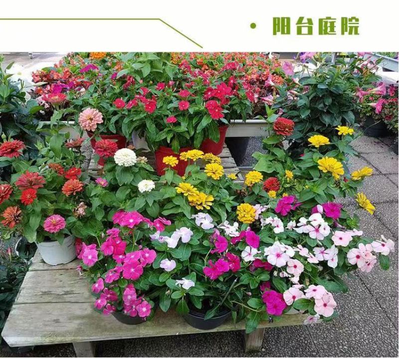 野花组合种子户外耐寒多年生花种子四季开花路边室外庭院