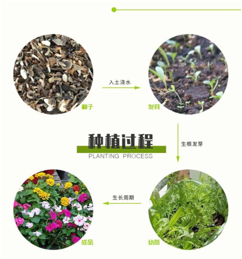 野花组合种子户外耐寒多年生花种子四季开花路边室外庭院