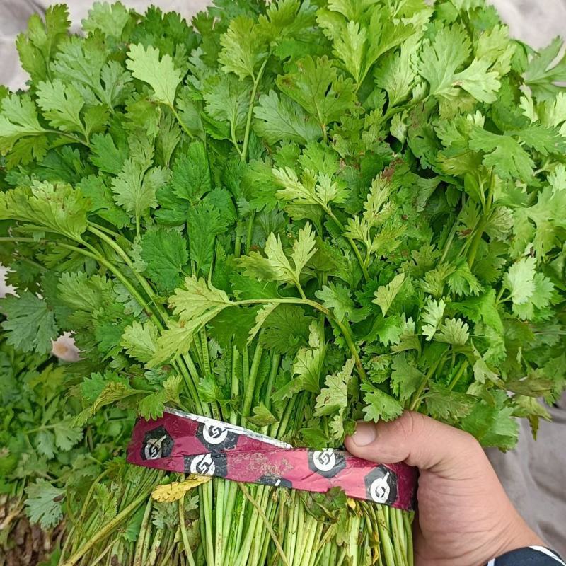 【产地直发】精品香菜现摘现发，品质保障，量大价低