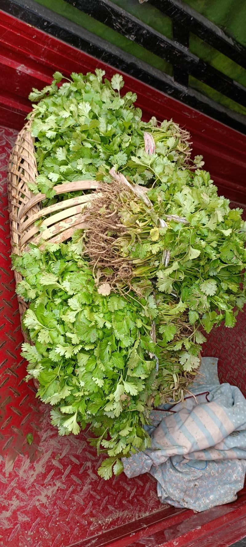 【产地直发】精品香菜现摘现发，品质保障，量大价低