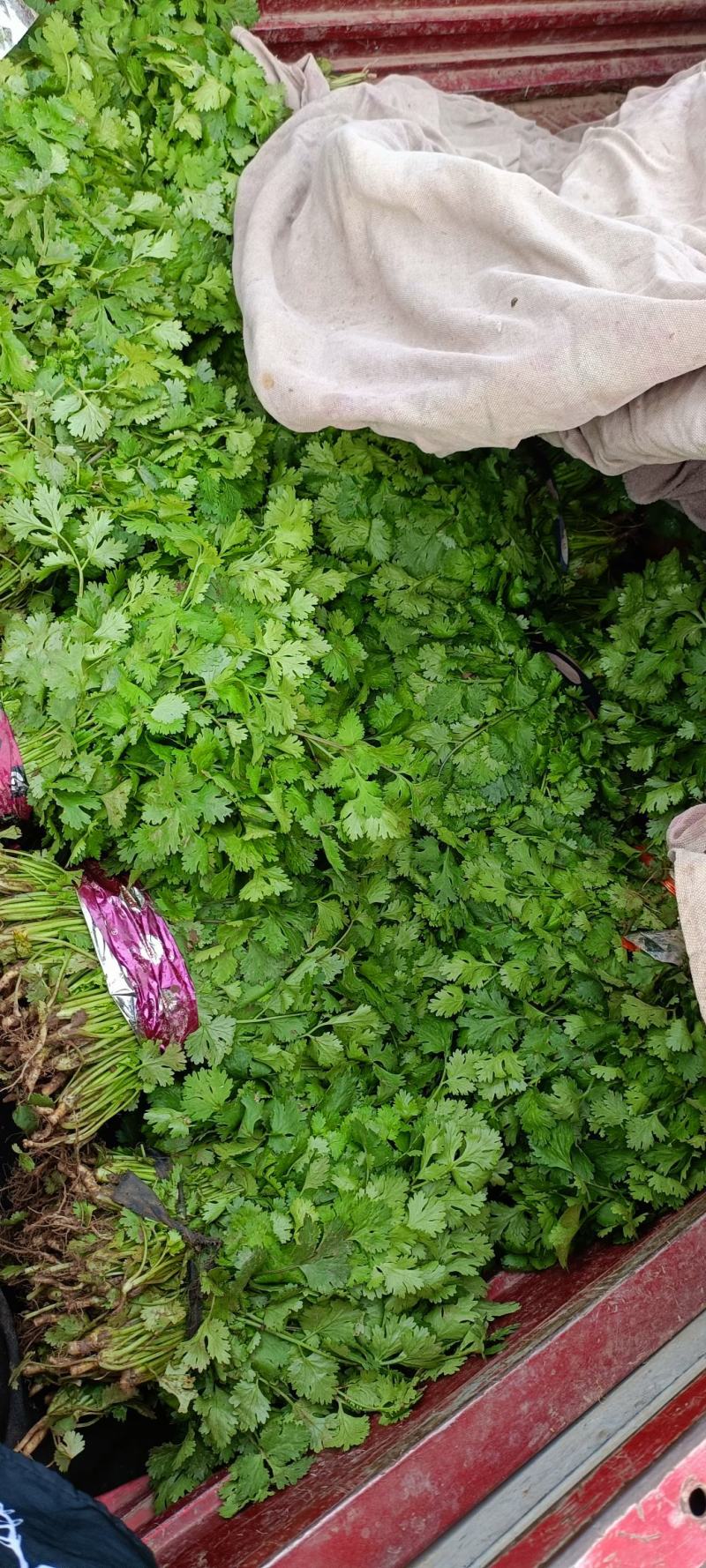 【产地直发】精品香菜现摘现发，品质保障，量大价低