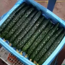 【快来电话要货】精品好黄瓜价格低质量好发货快
