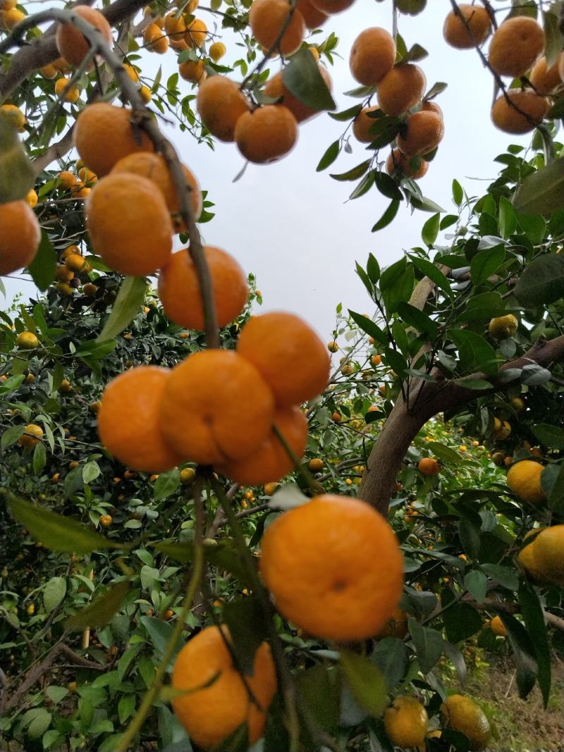 八月桔，货源充足，，口感好，代办请找我小廖。