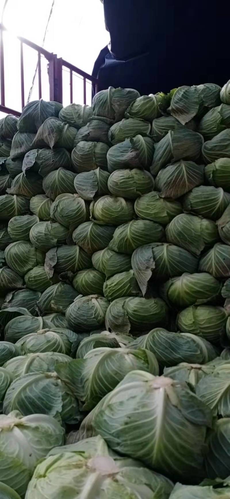 包菜正在装车中…叶片嫩绿，个头适中，大量有货…