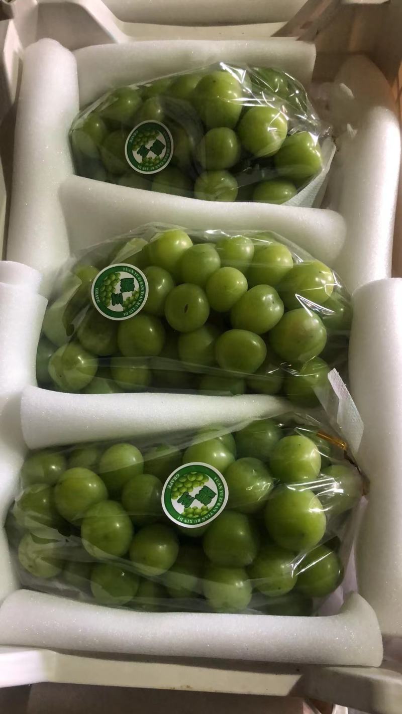 山东阳光玫瑰葡萄，货源充足，量大从优，对接全国市场.商超