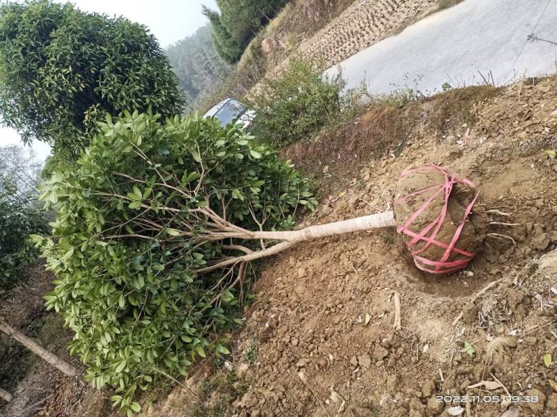桂花树