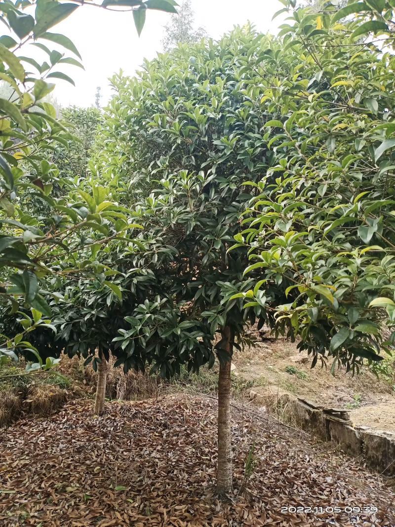 桂花树