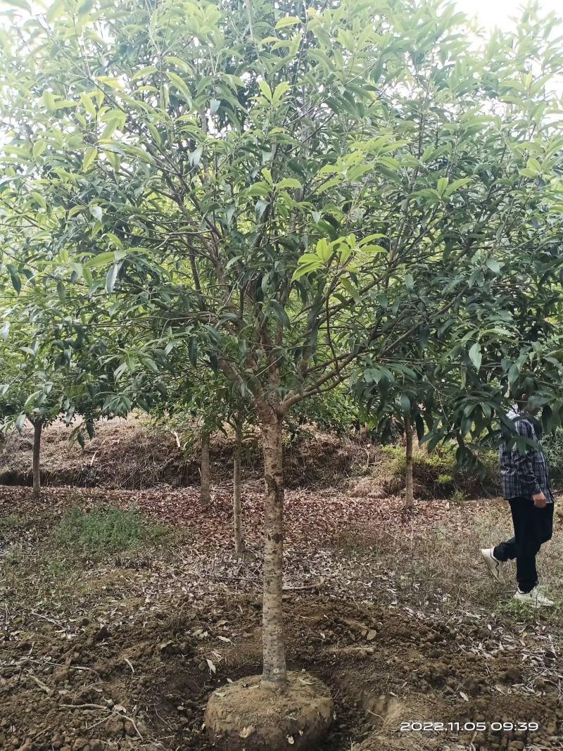 桂花树