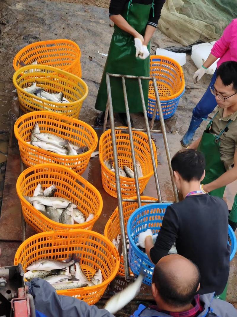 海鲈鱼精品订制开背三去真空包装工厂严格按食品安全标准加工