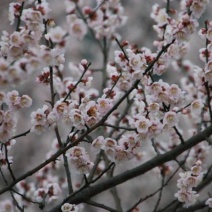乌梅花