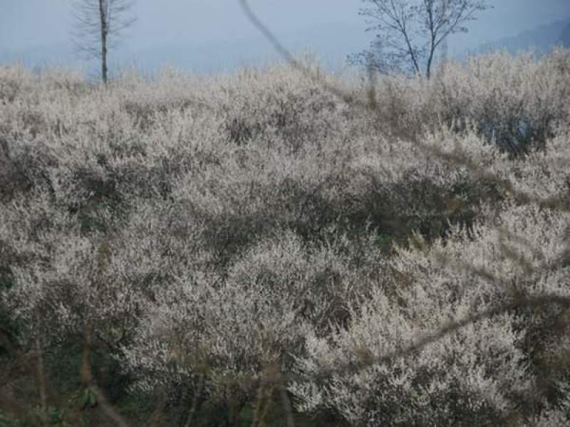 乌梅花